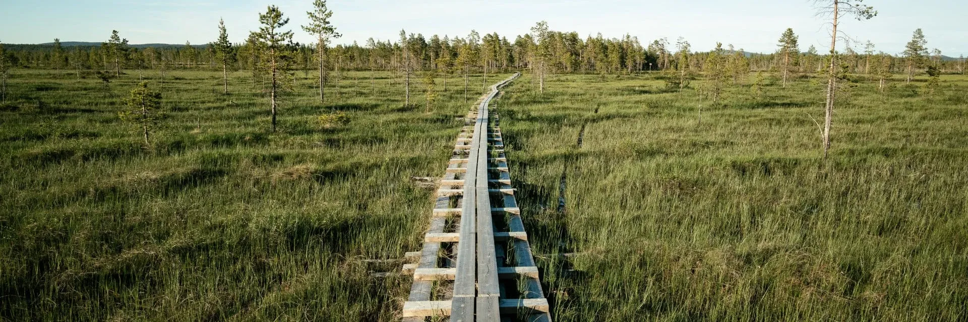 Spång över en myr med tallskog i Arvidsjaur