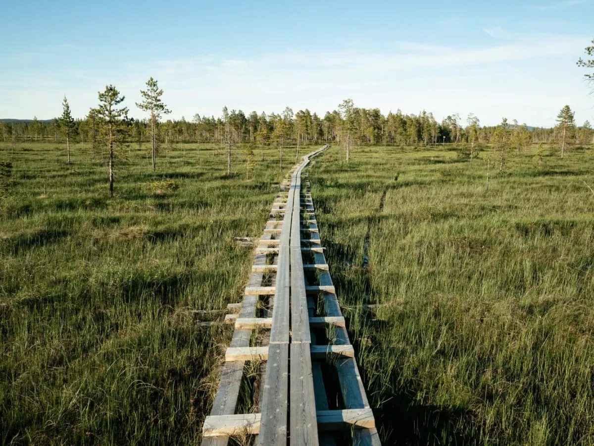 Spång över en myr med tallskog i Arvidsjaur